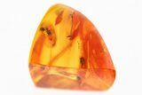 Fossil Wasp, Dark-Winged Fungus Gnat & True Midge in Baltic Amber #330613-1